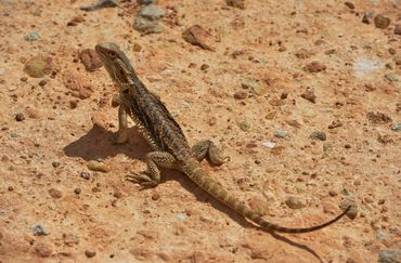 photograph of australian wildlife by wayne quilliam