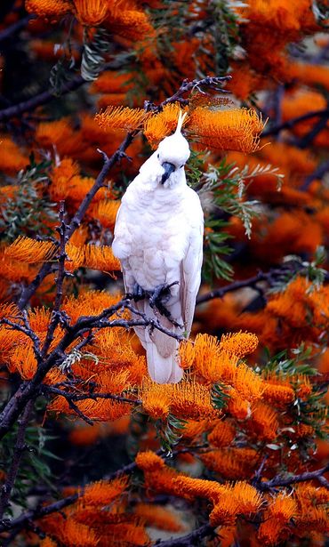 photograph of australian wildlife by wayne quilliam