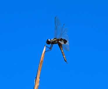 photograph of australian wildlife by wayne quilliam