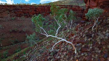 A tree with white branches growing on rocky red terrain under a blue sky in western australia.