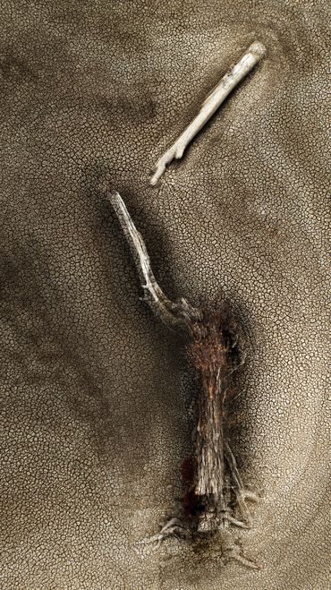 drone photograph of dead tree wayne quilliam