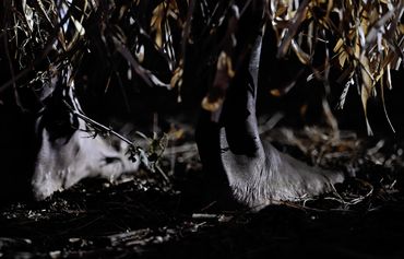 photograph of australia aboriginal dancers photographer wayne quilliam