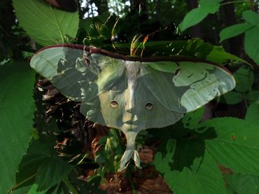 art of luna moth with face superimposed