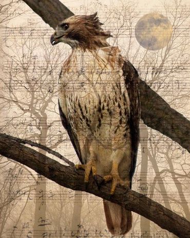 hawk with music and trees in background