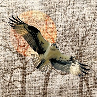 bird flying