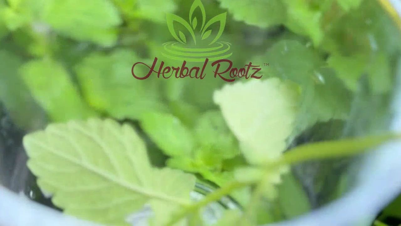 https://img1.wsimg.com/isteam/ip/a95204b7-3f76-4c85-a689-8ec383983e53/thumbnails/thumbnail-78a905cf-49c3-46a2-8bd4-e2598073894f.png
