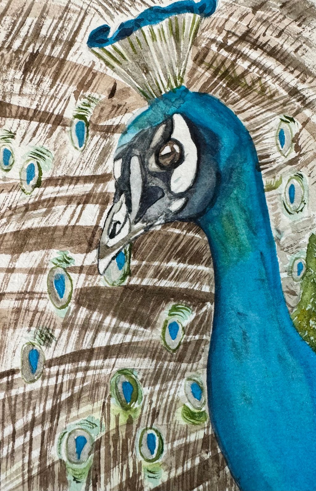 Behold the Majestic Peacock!