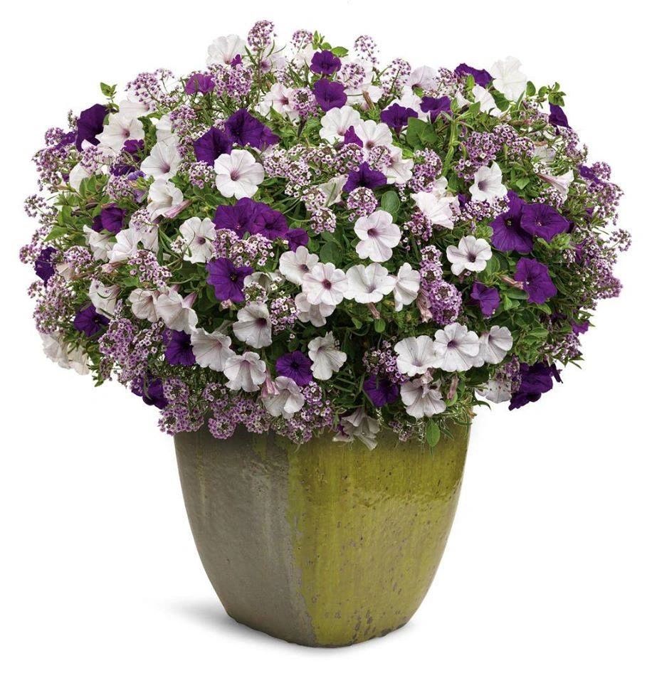 Home Lexington Gardens