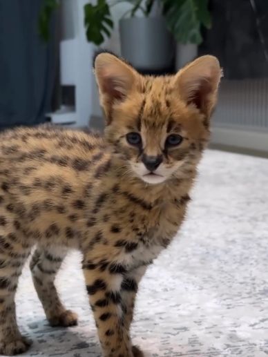 Young serval cat standing indoors.