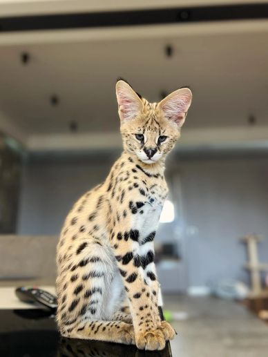 A young serval cat sitting indoors.