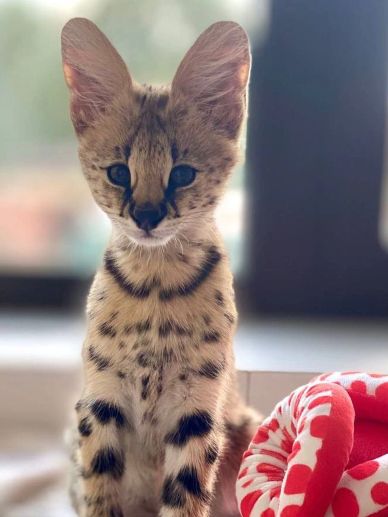 A serval kitten sitting with a colorful blanket.