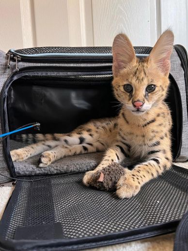 Serval kitten resting with a toy mouse.