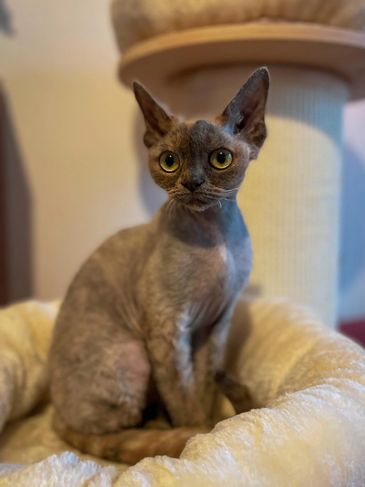A curious Devon Rex cat with large eyes sitting in a plush cat bed.