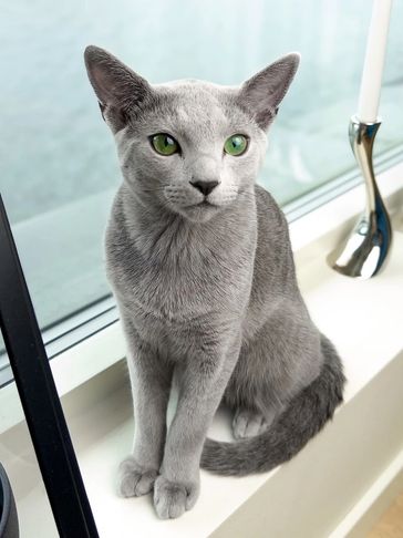 A sleek gray cat with striking green eyes sitting on a windowsill.