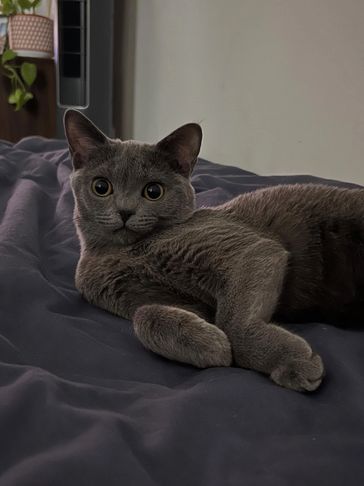 A gray cat with large eyes lounging on a dark fabric surface.