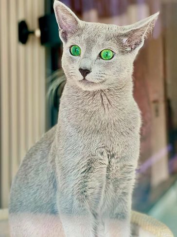 Elegant gray cat with striking green eyes sitting attentively.