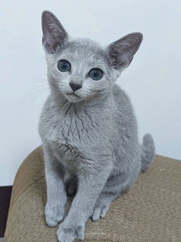 A curious gray kitten with striking blue eyes sits attentively.
