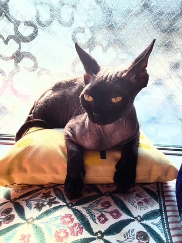A Sphynx cat lounging on a yellow pillow by a window with patterned curtains.