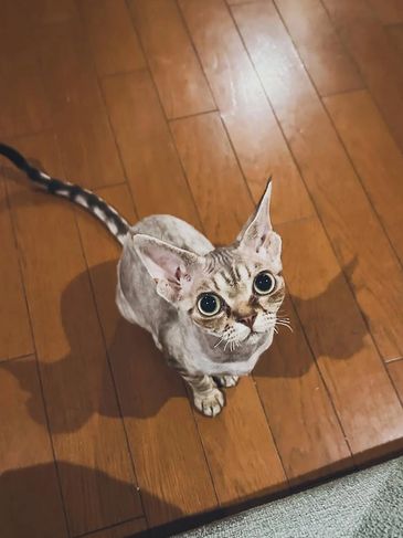 A curious Sphynx cat with large eyes sitting on a wooden floor.