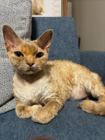 Curly-coated cat lounging on a blue sofa with a calm expression.