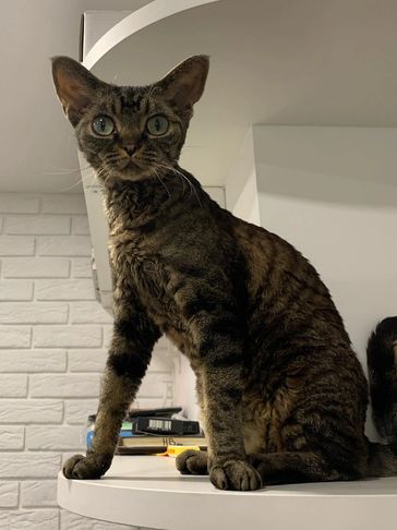 Curious tabby cat with large eyes sitting on a white surface.