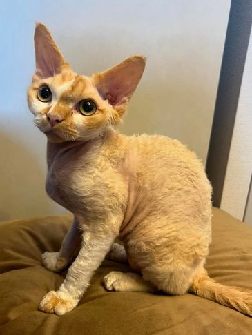 Curly-coated Devon Rex cat with large ears sitting on a cushion.