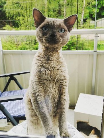 Curly-haired cat with blue eyes sitting outdoors on a balcony.