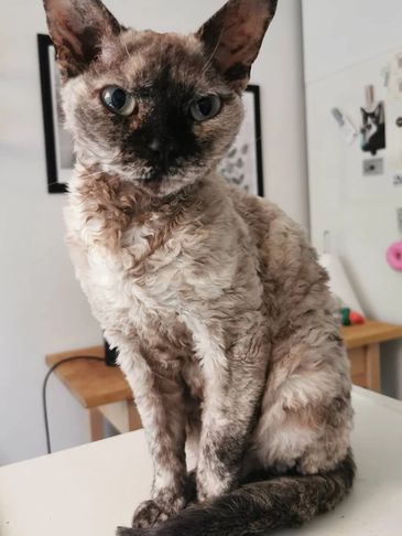 Curly-furred cat with striking blue eyes sitting on a white surface indoors.