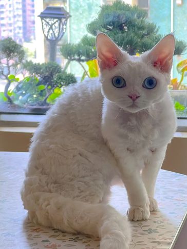 A white curly-haired cat with striking blue eyes sitting on a table indoors.