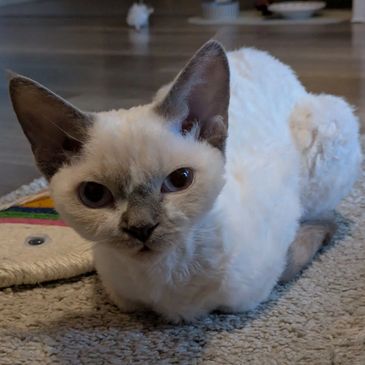 Curious Devon Rex cat sitting on a carpet, looking directly at the camera.