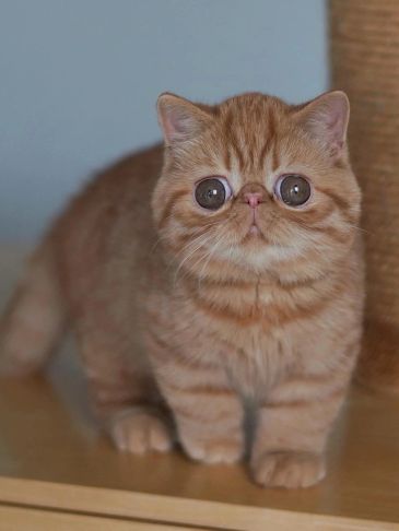 Cute brown tabby kitten with large eyes.