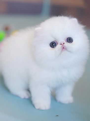Fluffy white kitten with big blue eyes.