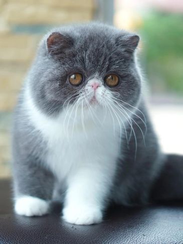 Cute gray and white cat with large eyes.