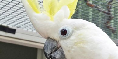 Button the parrot