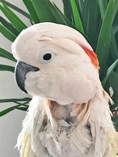 Parrot Care – AE James