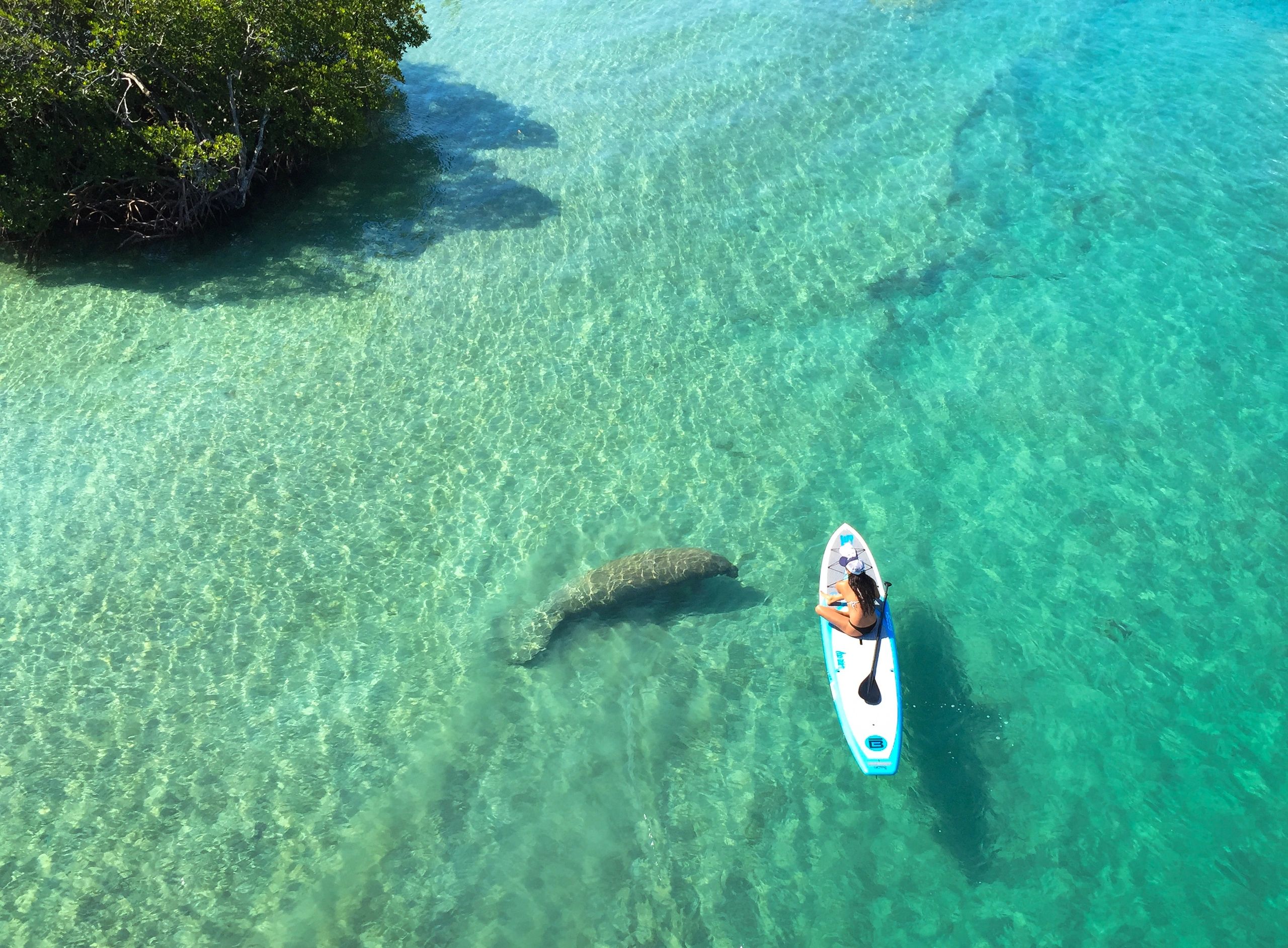 Image of girl paddleboarding the Loxahatchee River with manatee swimming beneath her
