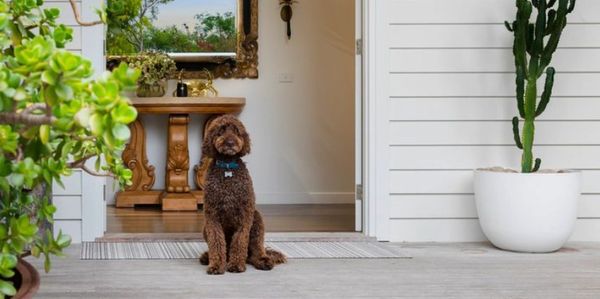 Gard dog sitting on front door matt looking very happy and welcoming