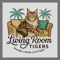Living Room Tigers Maine Coon Cattery