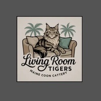 Living Room Tigers Maine Coon Cattery