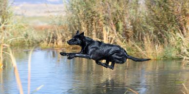 Black Labrador retriever male with dramatic water entry started gun dog started Lab for sale