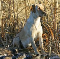 Yellow Labrador retriever female hunting dog Rebah at OutWest Kennels, Crawford CO ©Gary Hubbell