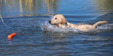 Yellow Labrador male pup started dog for sale swims to retrieve a training bumper Colorado Labs