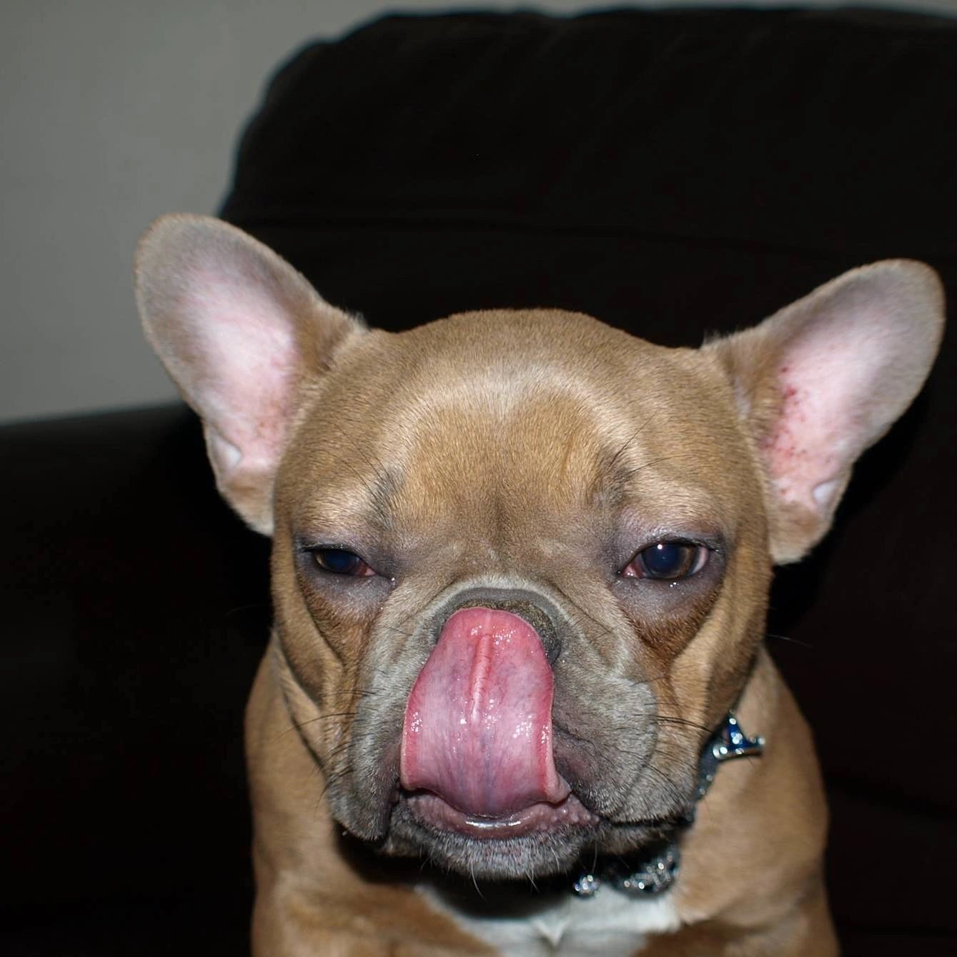 Why Are Bulldog Puppies So Expensive