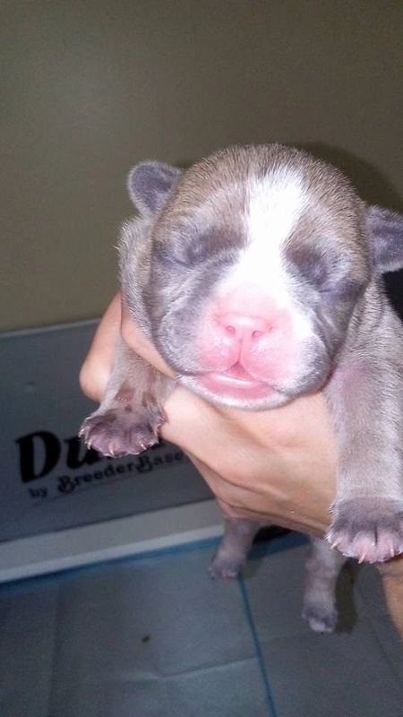 Past Pups Precious Gems French Bulldogs