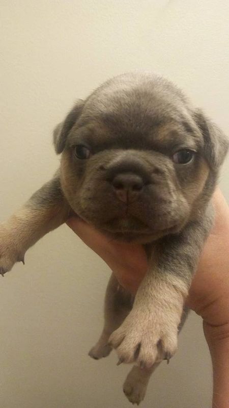 Past Pups Precious Gems French Bulldogs