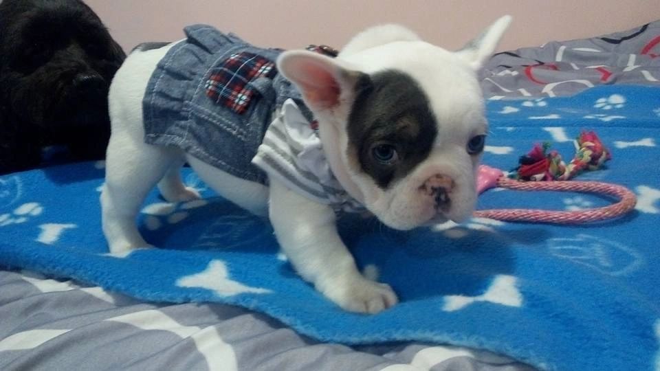 Past Pups Precious Gems French Bulldogs