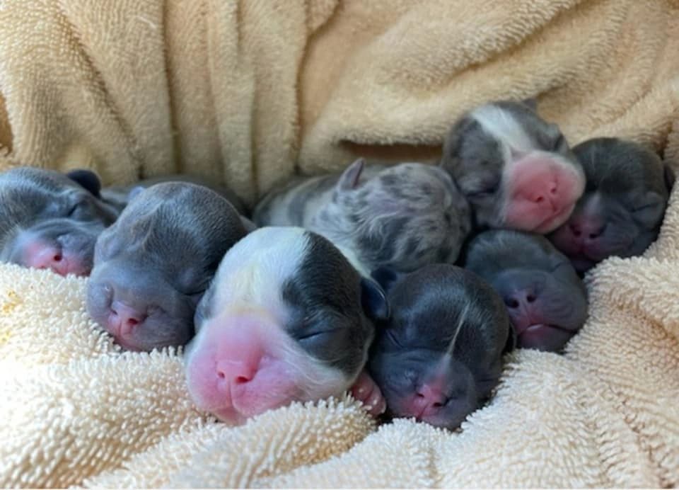 Precious Gems French Bulldogs
Precious Gems
French Bulldog
Frenchies
Rare
Standard
Available
Puppies