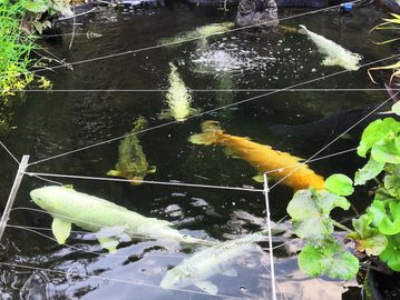 koi carp in large garden pond