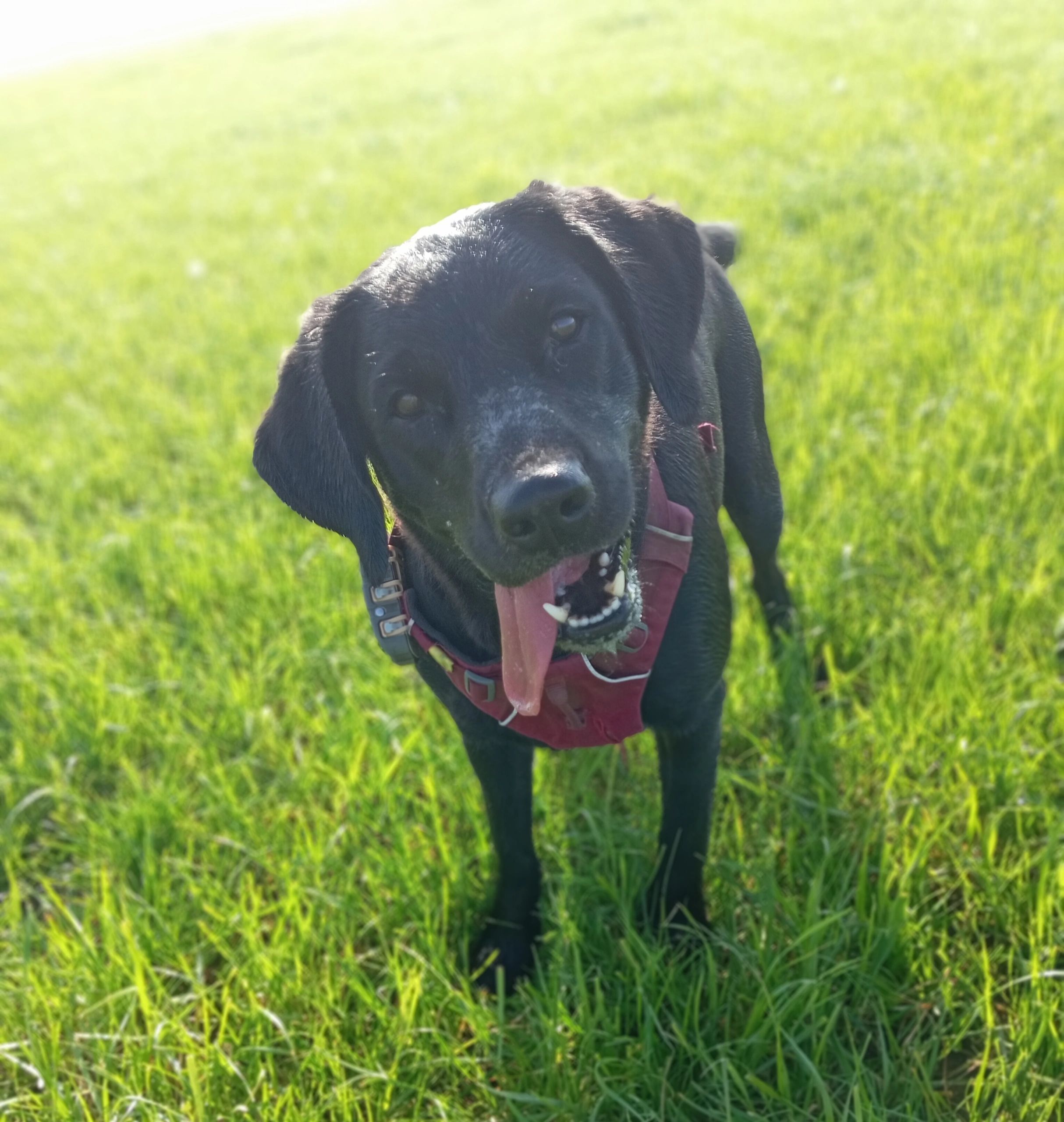 black Labrador looking quizzical 