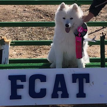 Mishka's FCAT title